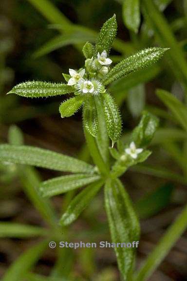 galium aparine 3 graphic